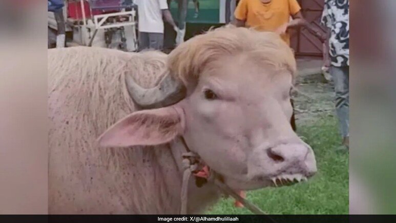 खुरपेंच tweet media