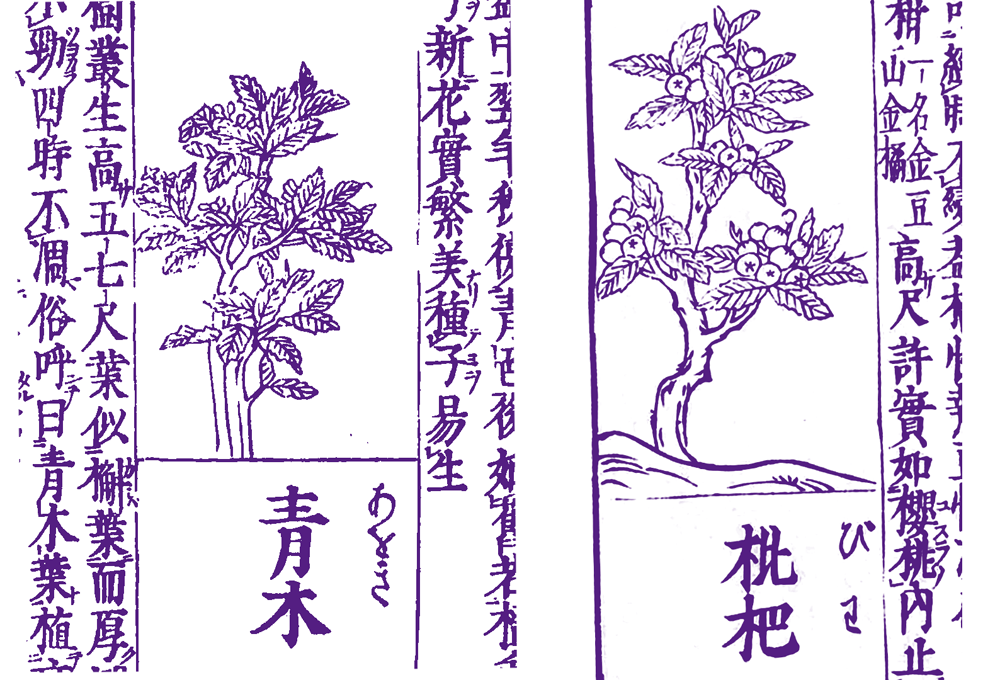 和漢三才図会での比較めも観察 