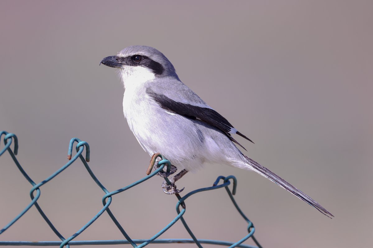 Jeff’s Wildlife Photography tweet media