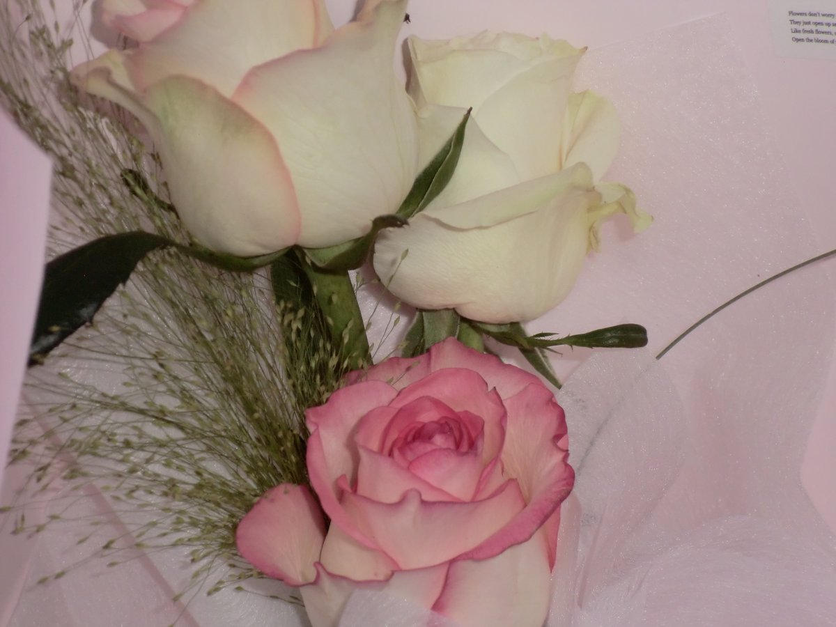 linlayerkake's tweet photo. >…<   20!🌹 https://t.co/wzZcPdTQTY