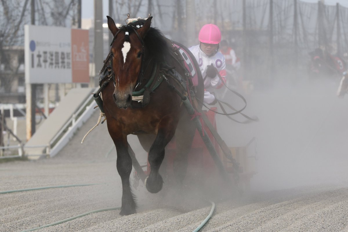 ばんえい新馬戦】2026/5/18（月）第4R 1着 ⑨ドウナンリュウホオ 鈴木