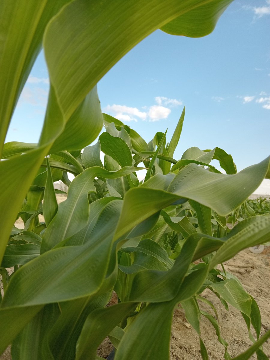 aavfarm's tweet photo. https://t.co/6BjU3XyfRl