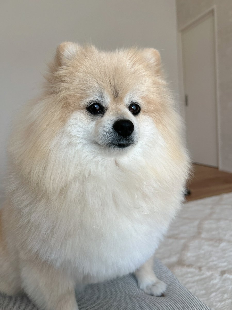 kyuchaka's tweet photo. ｷﾘｯ…からのｼｮﾎﾞﾝ https://t.co/JAlGPnXHOL