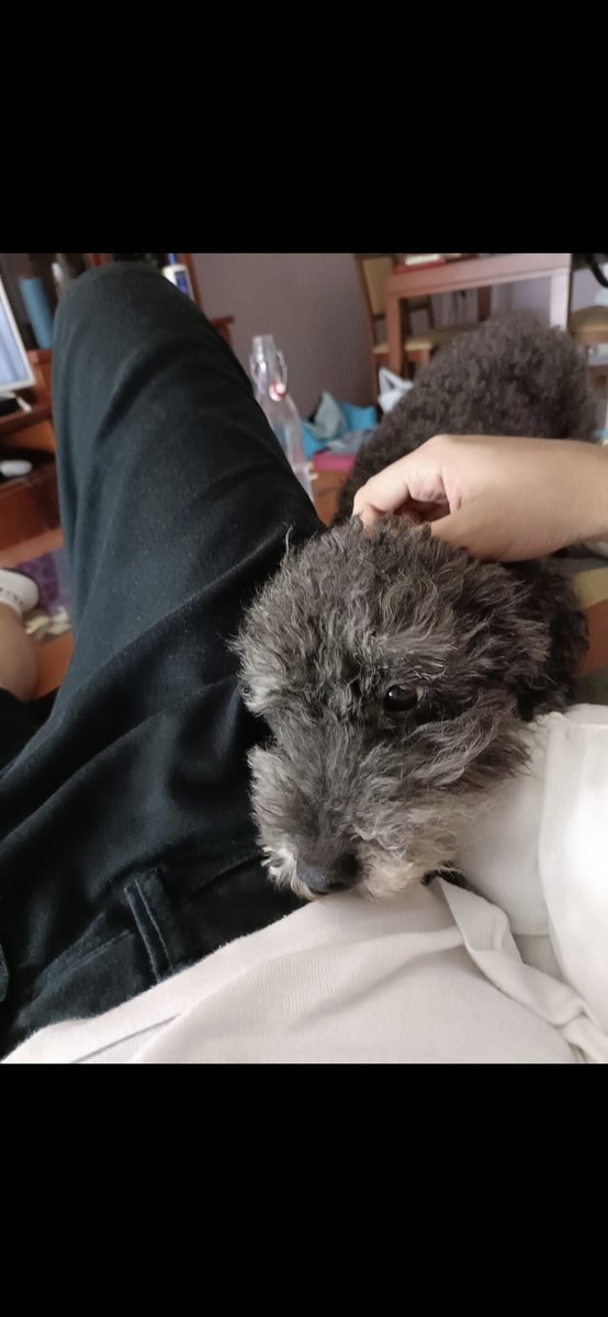 pelavoto's tweet photo. Un amor puro y desinteresado; una vida juntos y un vacío que jamás se llenará. 
Muchas gracias por todo lo que me has dado Lucky. 
Te voy a echar de menos eternamente❣️ https://t.co/mOPWlNVqmY