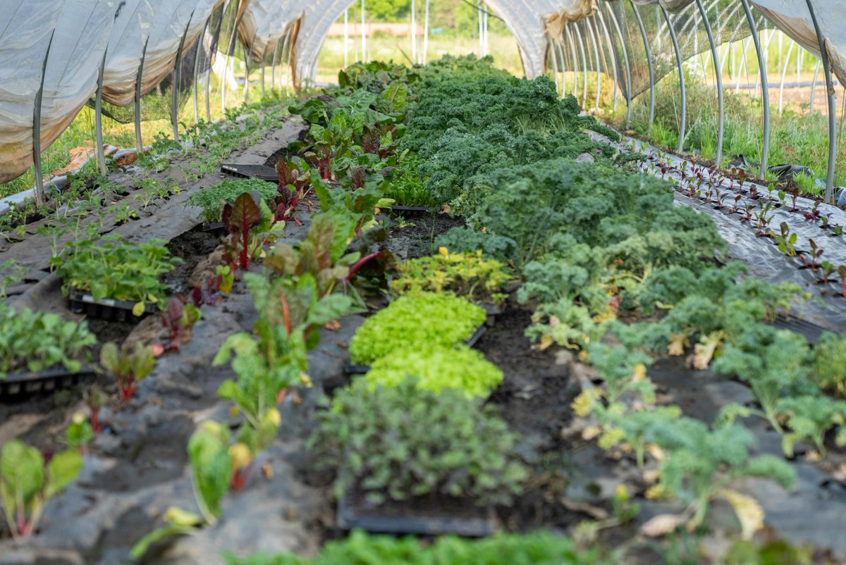 PyroAg's tweet photo. Wood Vinegar suppressed weeds in Mediterranean greenhouses without harming crops, concentration-dependent effect linked to acidic pH &amp; acetic acid content (Horiculturae). Relevant for organic &amp; protected cropping systems https://t.co/iKOwYTdOoX #WoodVinegar #SustainableAg #Pyroag https://t.co/T67pTFrBUD