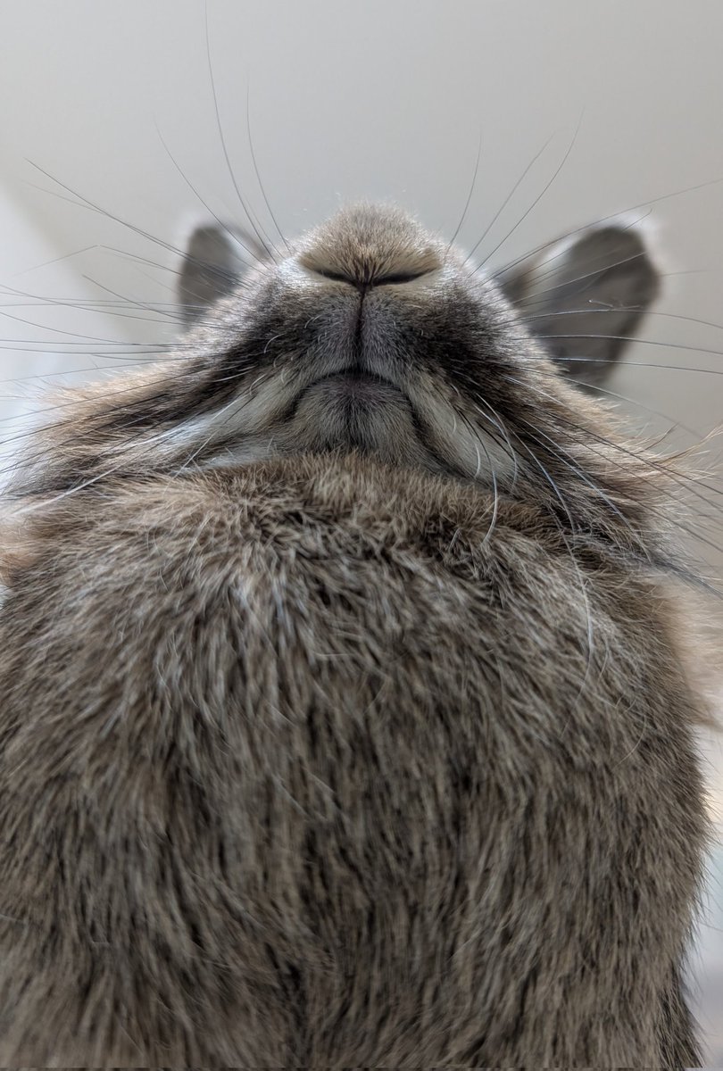 mlkchcusa's tweet photo. うさ飼いの視界体験

#うさぎ #うさぎのいる暮らし https://t.co/qHpDSqJ9SR