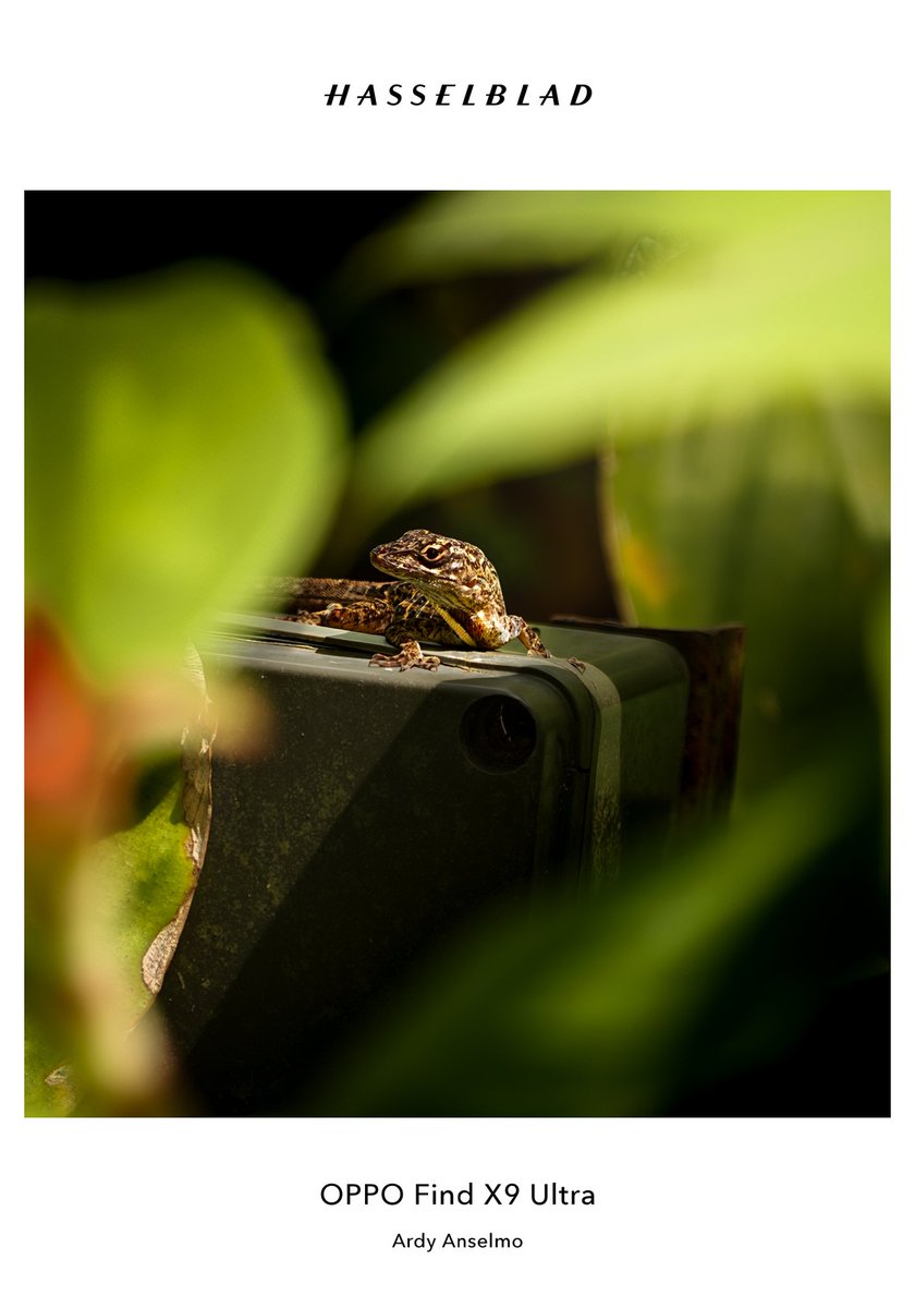 ardyanselmo's tweet photo. Cuban Brown Anole. 

Edited in Lightroom. 

#photography #wildlife https://t.co/W3AmB0Vebh