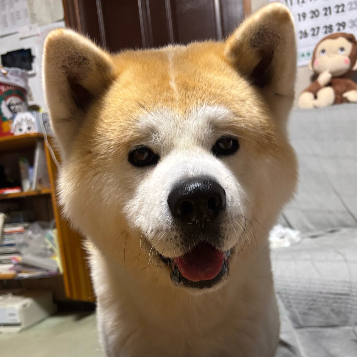 秋田犬のむう太🐶 (@muuuu0531) / Posts / X