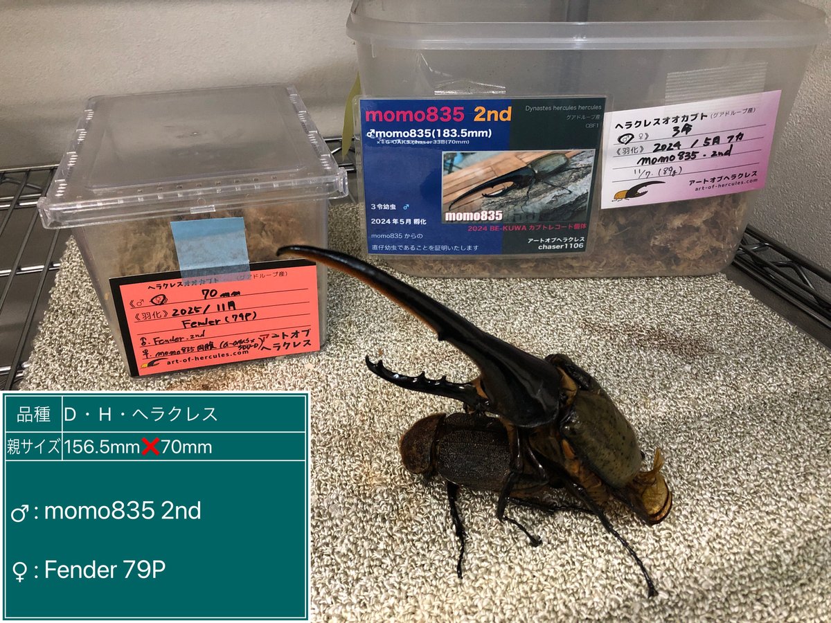 Boon_insect's tweet photo. momo835 2nd
×
Fender 79P

無事オスの後食が始まったので早速ペアリング。
メスはFender 2nd 179mm（羽パカ）とmomo835同腹を掛けたライン。長角狙いです。羽化後半年経過していますが頑張って産んで欲しい所🙏 https://t.co/qDStMGBF5J