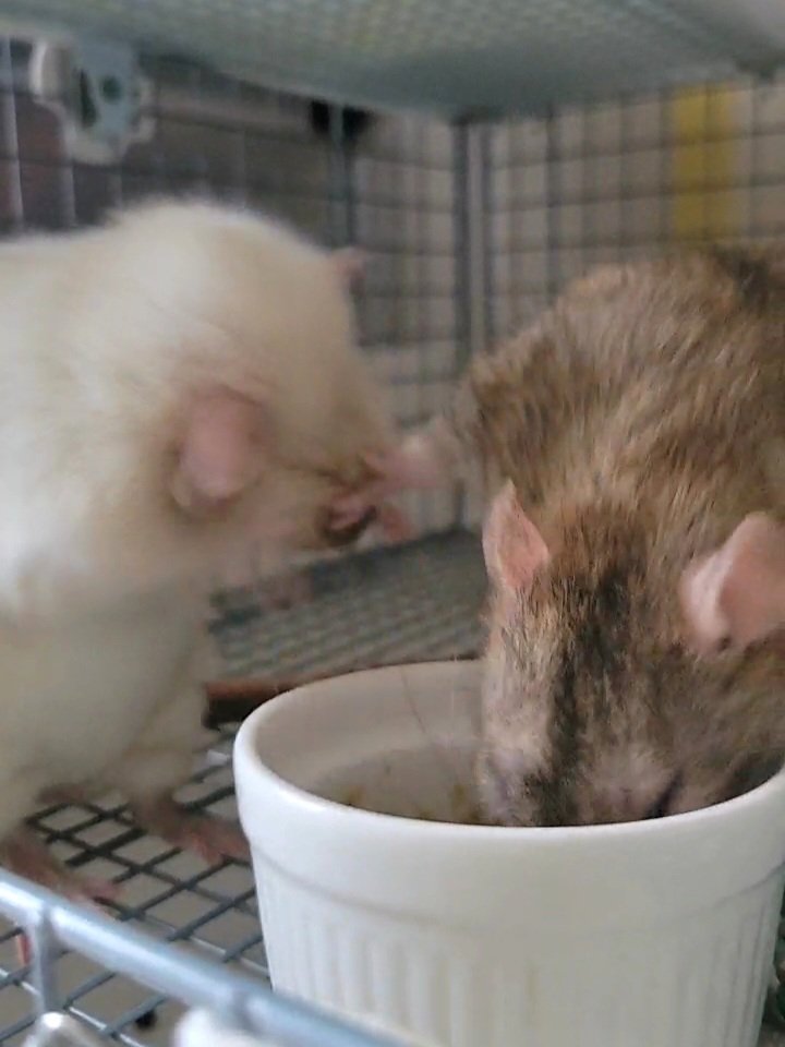 そのさん🐹 tweet media