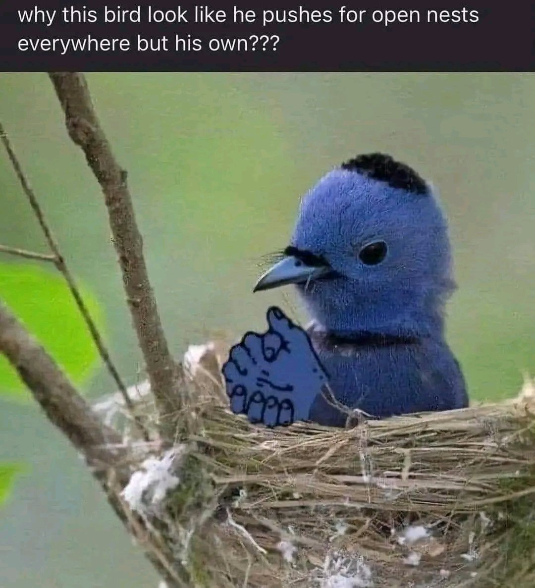 leo tweet media