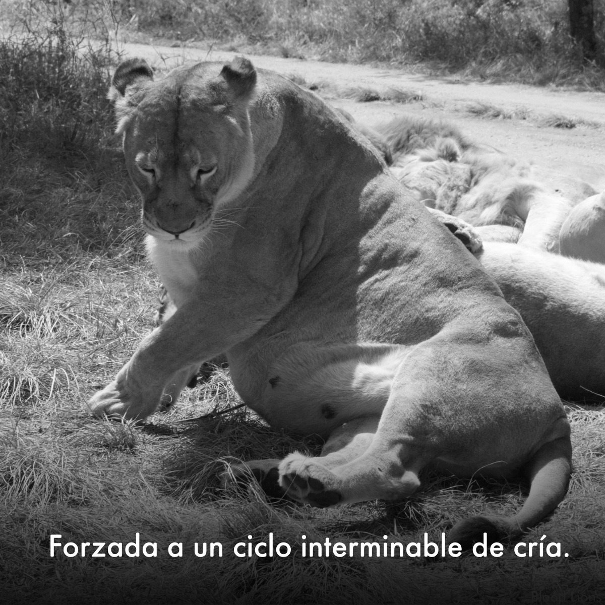 MovemosalMundo's tweet photo. Los animales silvestres merecen algo mejor. Ayuda a poner fin a la explotación de leones en cautiverio.