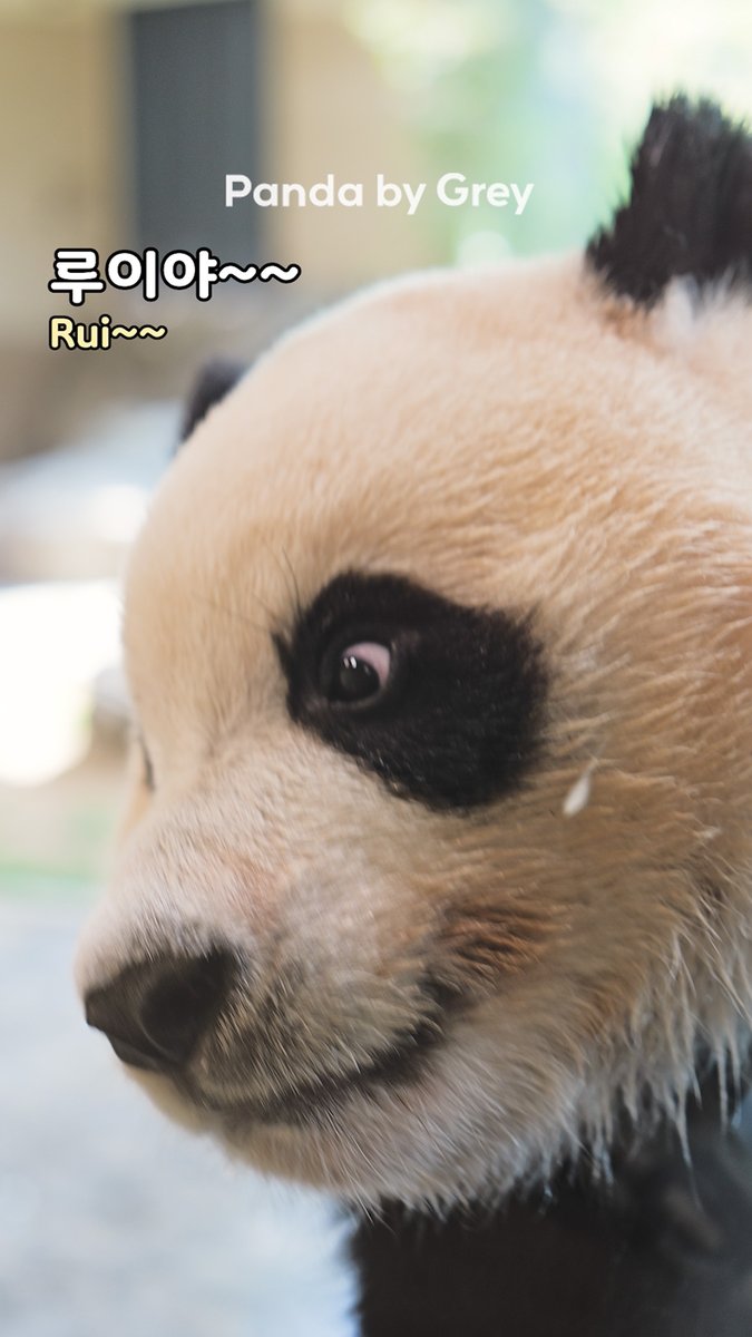 Panda_by_Grey's tweet photo. 언제나 놀라움을 주는 루이의 퍼포먼스✨ 
루이의 깜짝 팬미팅 놓치지 마세요~! 😍
(귀여워~ 귀여워~)

[쇼츠영상] https://t.co/Chf1Pa39Px

#루이바오 #후이바오 #ruibao #huibao #睿宝 #辉宝
@Panda_by_Grey https://t.co/dkyA7VwYX0
