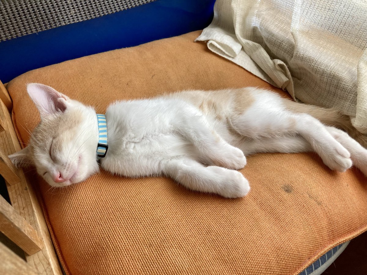 保護猫のソングくん♪ tweet media