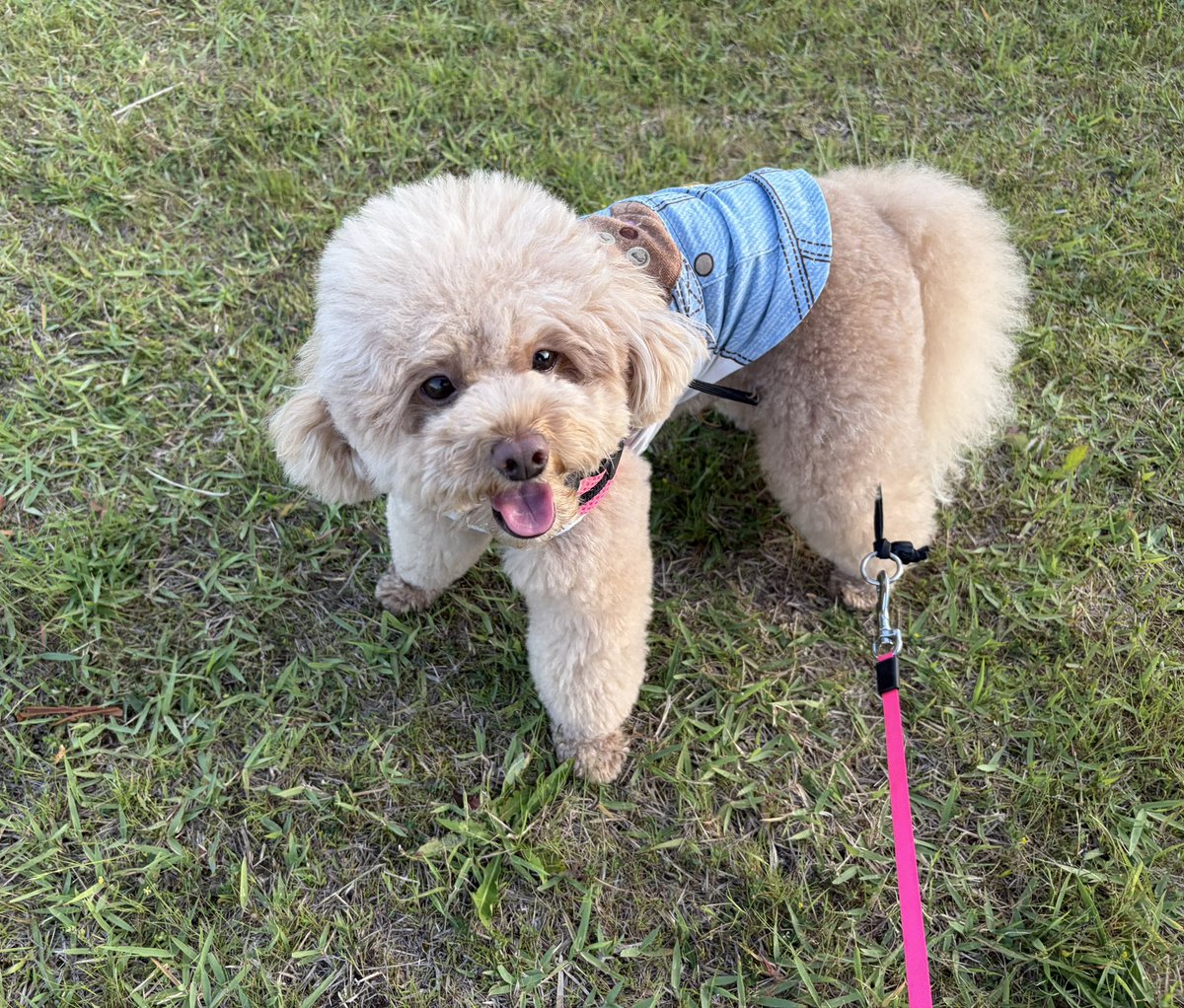 po2_1007's tweet photo. お水ちょうだい❗️の顔🐶 https://t.co/tKl8kr7Rx6