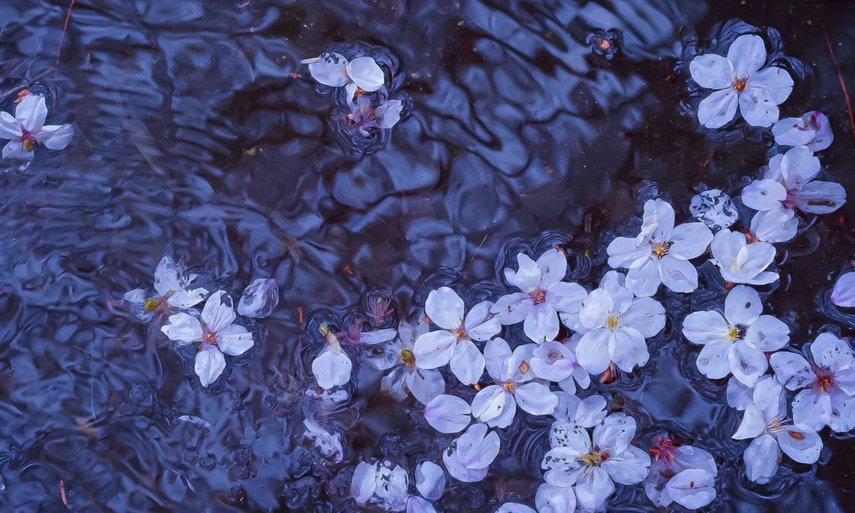 _mossygroves's tweet photo. drifting petals https://t.co/mjGvxUxi4I