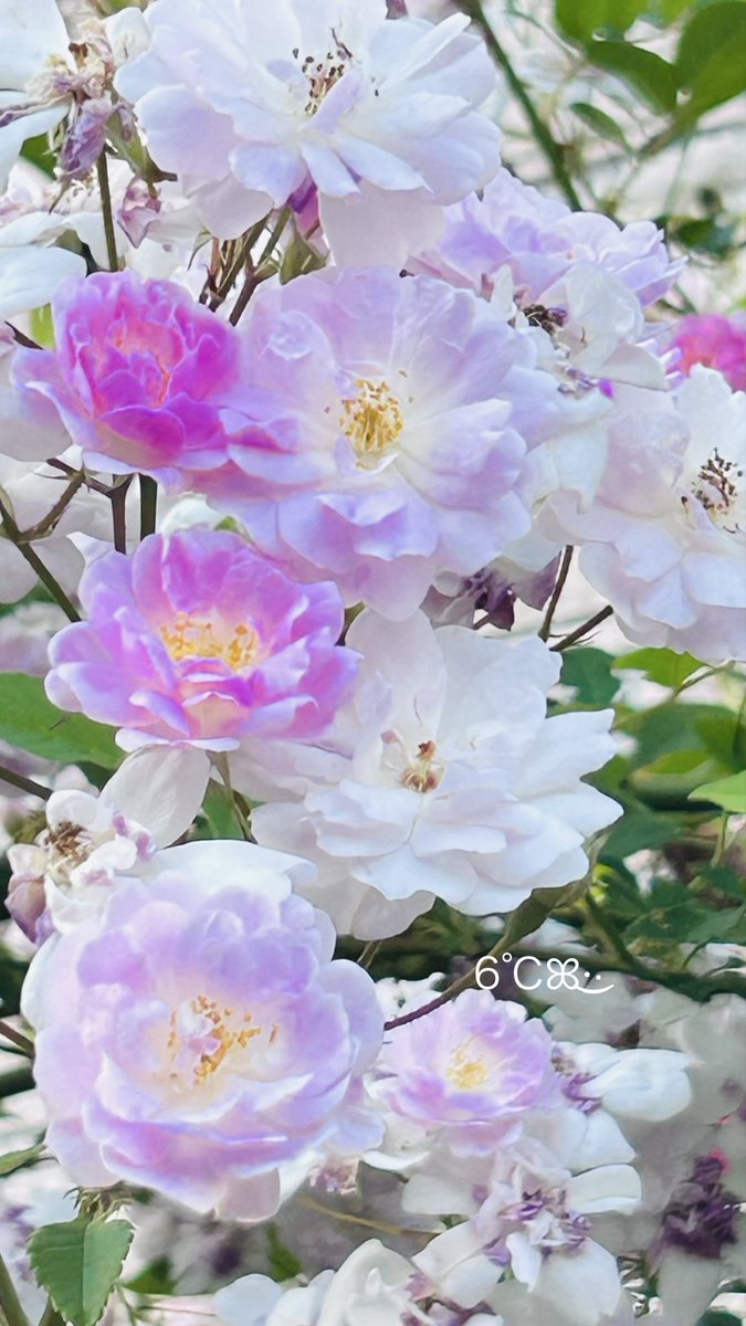6℃✿¨̮ tweet media