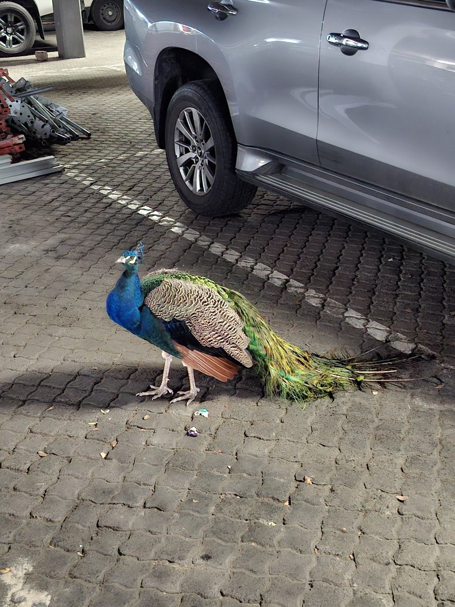 relationalatom's tweet photo. Nice bird on site https://t.co/amdnHebGrW