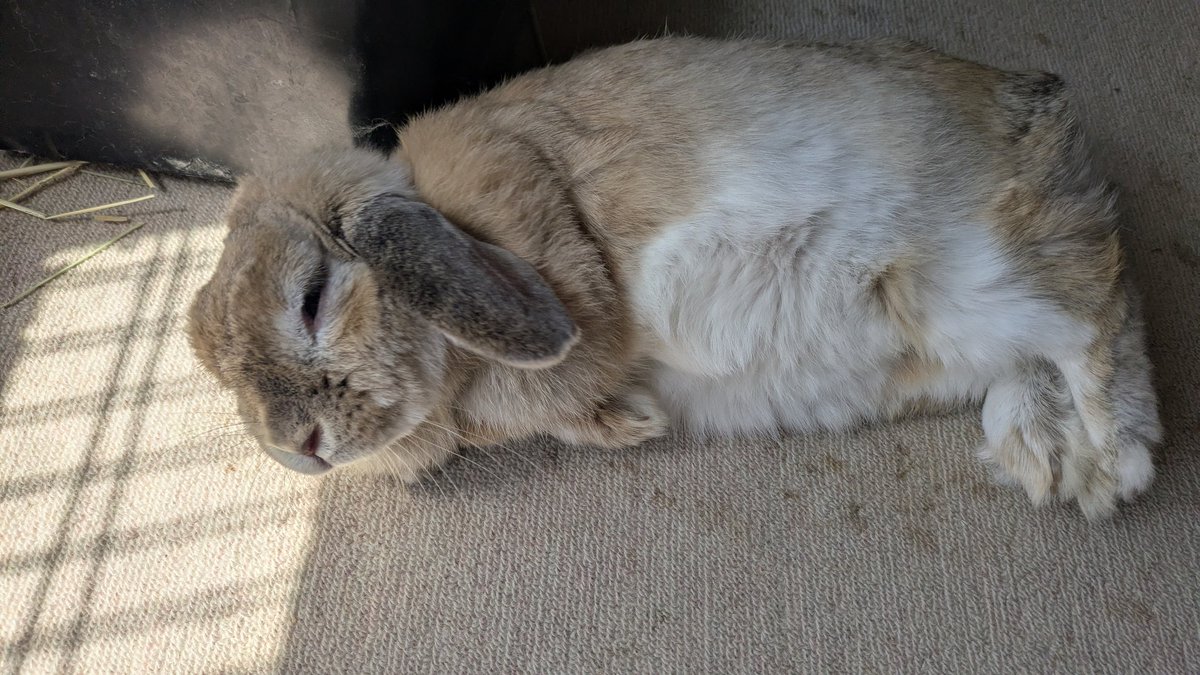 Post by maze*(まぜ) on X: 🐰