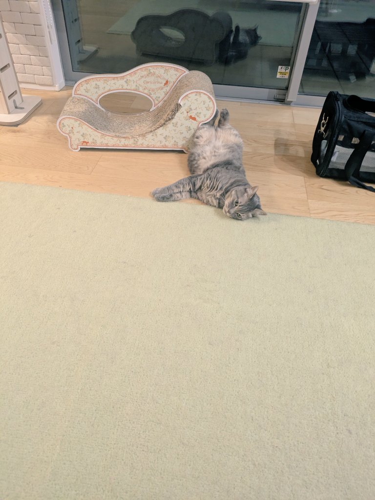 ciagms's tweet photo. なぜその寝相？
#猫好きさんと繋がりたい
#ゴローさん2026 https://t.co/et7pvOrpIW