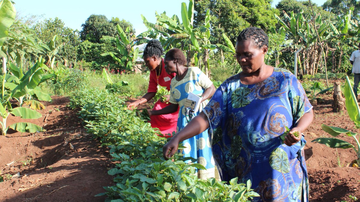 ESAFFUG's tweet photo. Most garden pest problems do not require spraying at all. In most cases, all they need is an early response and the right interventions. Integrated pest management practices such as crop rotation, removal of infected plants and the careful use of bio-pesticides should always be applied. Staking and pruning are also important practices that improve plant structure and increase productivity.

#AgroecologyNow | #AvoidHazardousPestcides