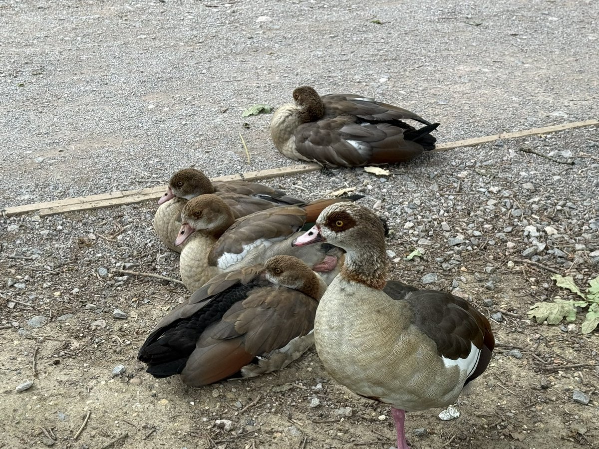 GeeseAll's tweet photo. Whiteknights Lake, University of Reading.  This Egyptian goose mother has done well to bring up her 4 goslings to nearly adult size https://t.co/dRZG9UV7lC