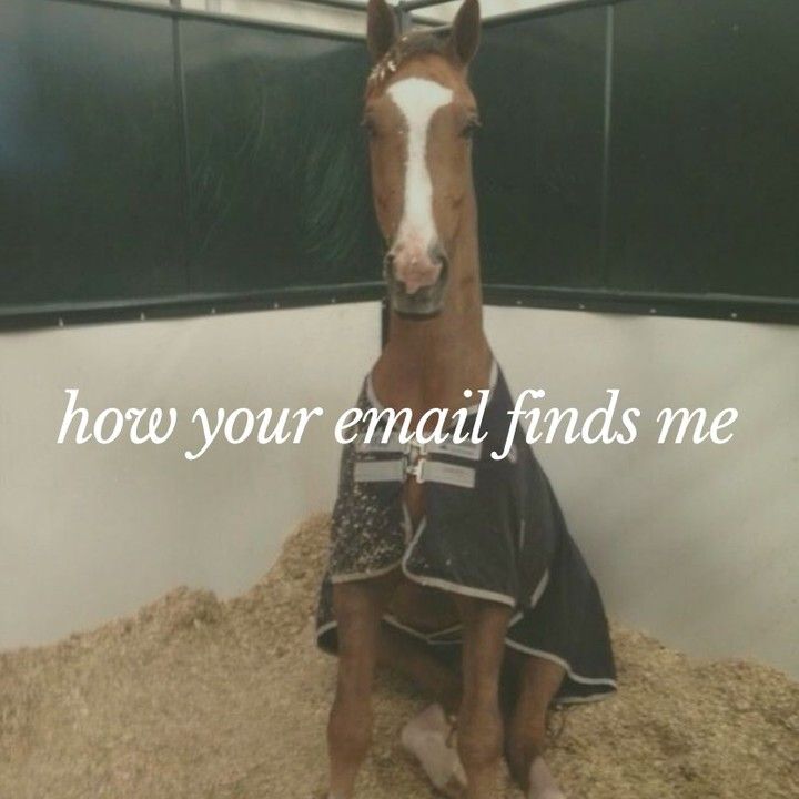 horse tweet media