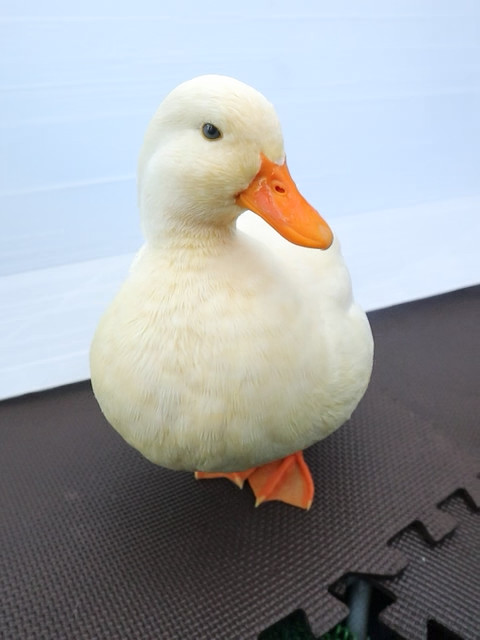 のれとニーべ隊長 tweet media