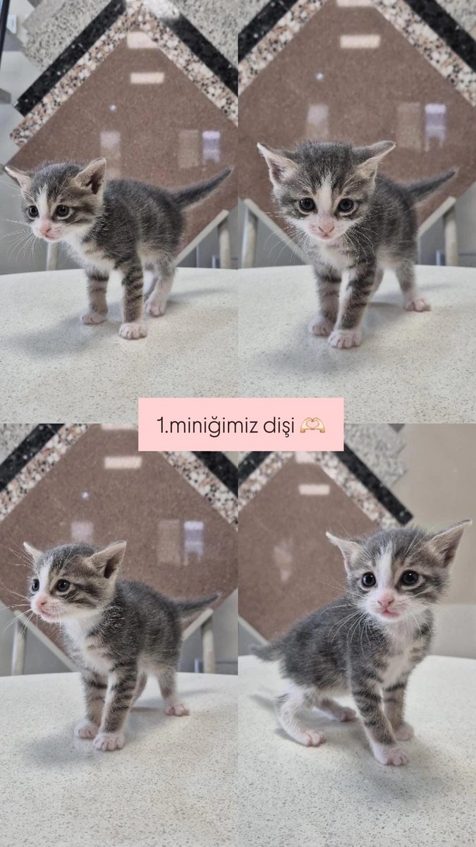 _Pelin's tweet photo. İzmir’deki fabrikamızda doğan 3 minik yavruya yuva arıyoruz. Üçünün de kum alışkanlığı gelişti; çok oyuncu ve sevgi dolular. İlgilenenler mesaj atabilir. https://t.co/g7qQw9lzXi