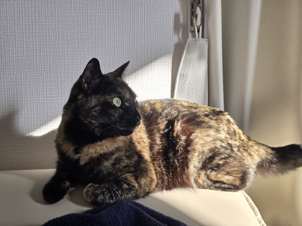 サビ猫 のあ tweet media