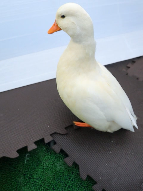 のれとニーべ隊長 tweet media
