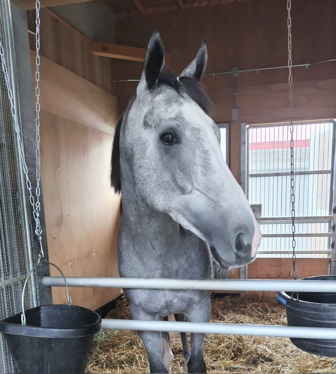 akachamp5972's tweet photo. 5月13日付けでマイネルフランツが競走馬登録を抹消🐴

昨年、夏の札幌で調整中に怪我をし、復帰を目指していましたが、残念ながらターフに戻ってくることはできませんでした😢
残念ですが、ここまでお疲れさまでした😣

#マイネルフランツ
#ゴールドシップ産駒
#芦毛
#和田正一郎厩舎 https://t.co/qSJjBHKJML