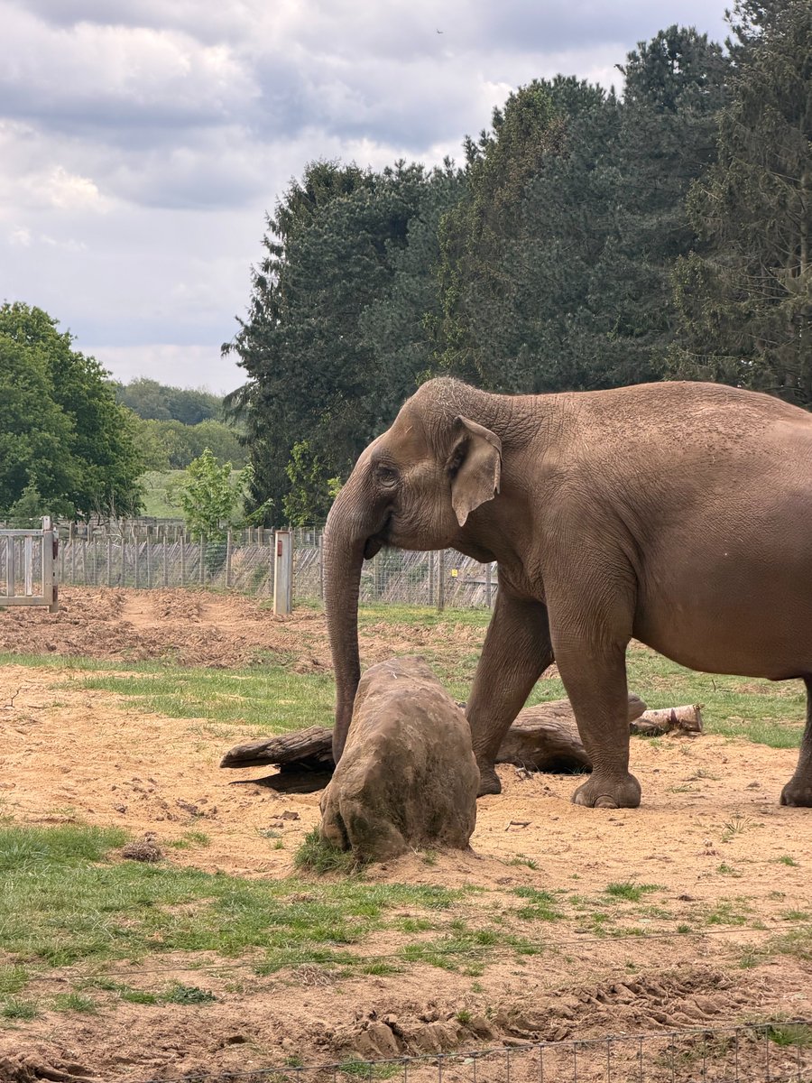CTGtraining's tweet photo. On Friday, our Secondary trainee teachers spent the day at @ZSLWhipsnadeZoo taking part in Learning Outside the Classroom. 🐼🦍🐘🐒🦁🦘

Have a look to see some of our favourite moments >>>

@ChilternLT @MsMcGivern @unleashing_me https://t.co/nCxJU4ML0l