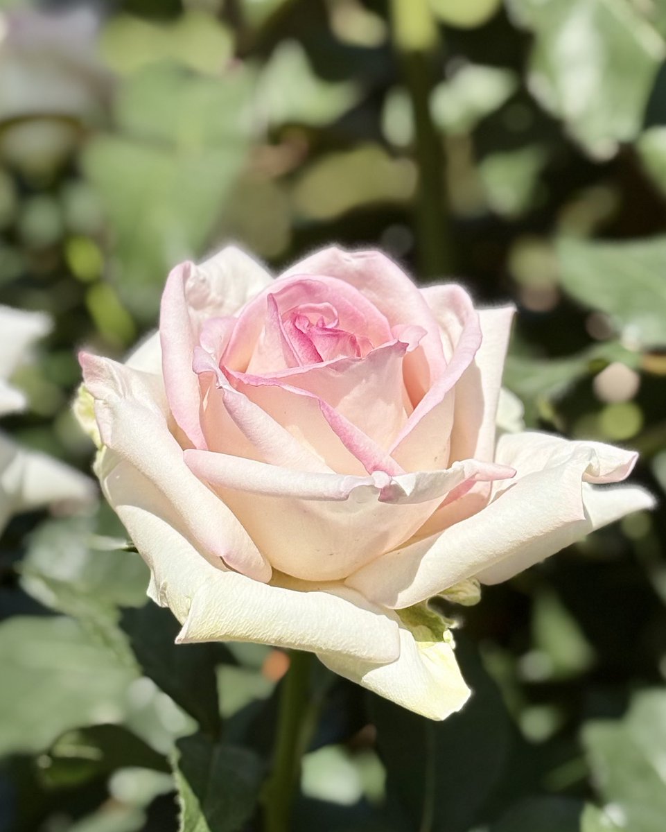 rifuto2's tweet photo. これがラストです🌹
1「シンデレラ」、2「恋心」、3「初恋」
4「プリンセス・オブ・ウェールズ」
最後まで見ていただきありがとうございます😊
#旧古河庭園 #バラ #薔薇 #flower #rose https://t.co/KlmZ6TkWzr
