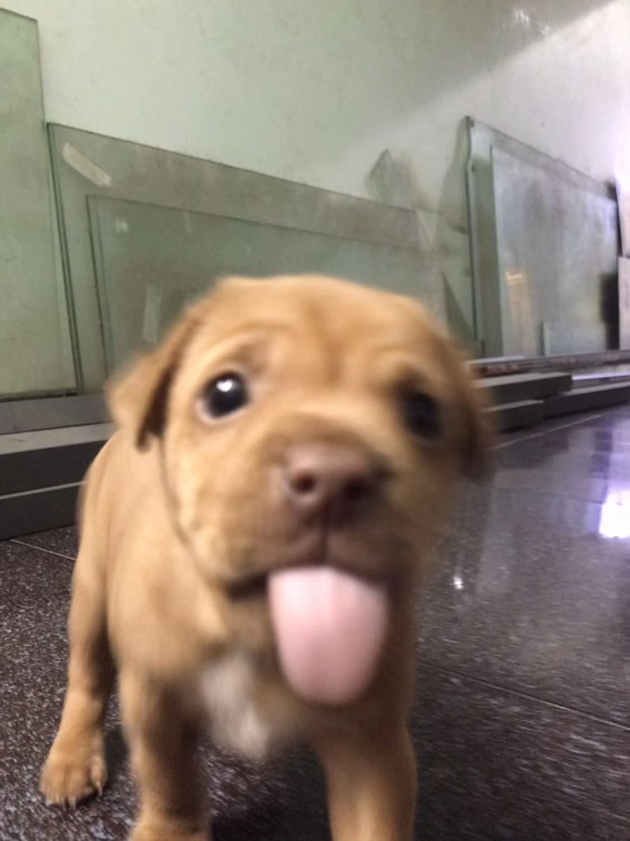 everythingdogss's tweet photo. https://t.co/LRreKtSzxr