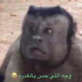 Mohammed tweet media