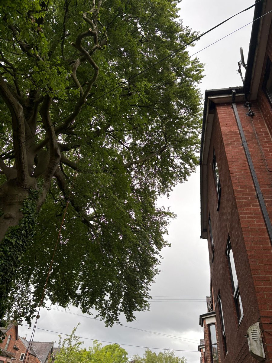 ArielTreeCare's tweet photo. Sympathetic crown reduction on a mature beech tree to prevent damage to the roof structure and branches. 

#arieltreecare #boltontreesurgeon #localtreesurgeon #hedgetrimming #treepruning #professional #qualifiedtreesurgeon #treeservices #treecare 

https://t.co/52nBMrOpvO https://t.co/zFjt11B3Vw