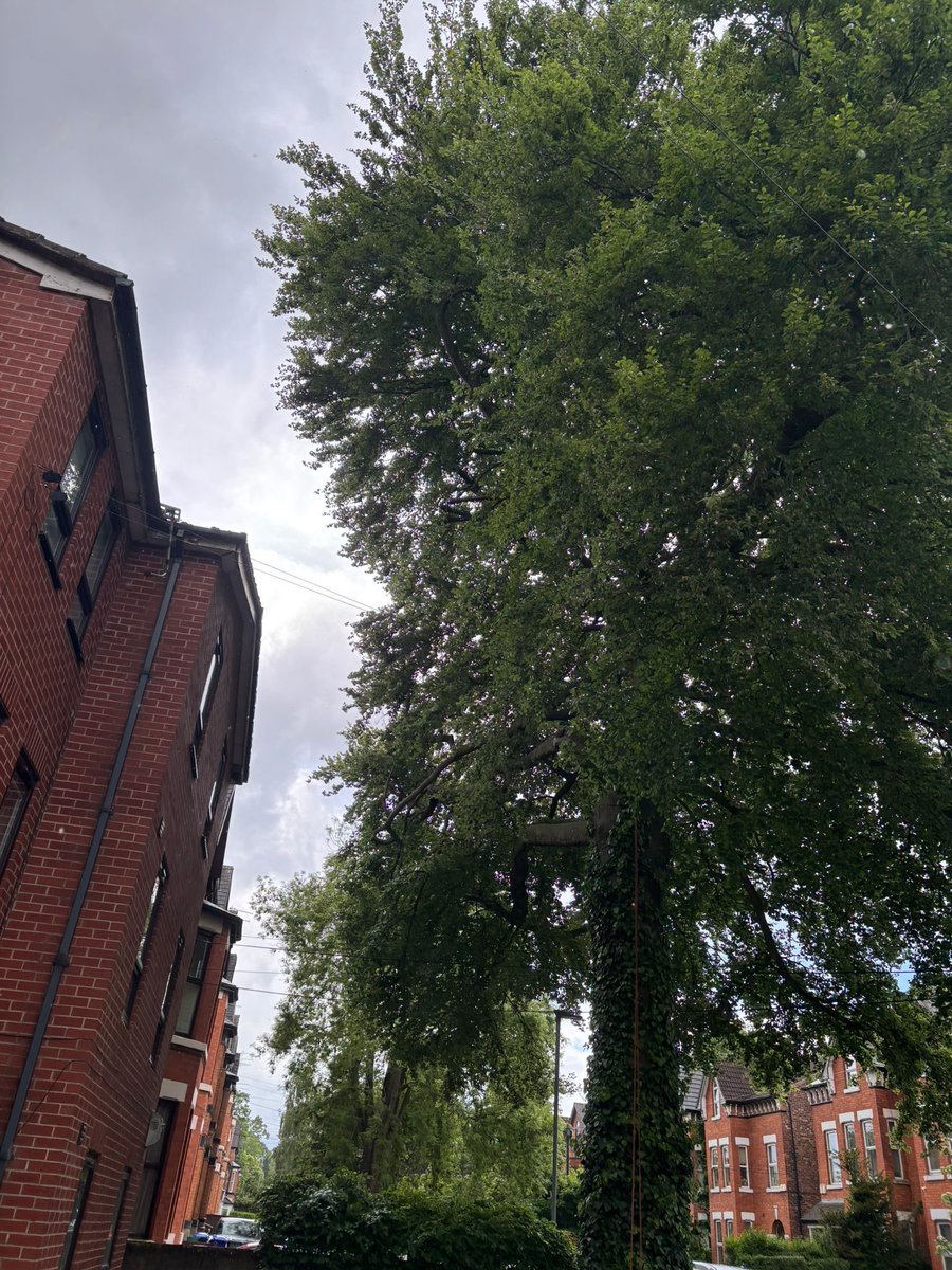 ArielTreeCare's tweet photo. Sympathetic crown reduction on a mature beech tree to prevent damage to the roof structure and branches. 

#arieltreecare #boltontreesurgeon #localtreesurgeon #hedgetrimming #treepruning #professional #qualifiedtreesurgeon #treeservices #treecare 

https://t.co/52nBMrOpvO https://t.co/zFjt11B3Vw