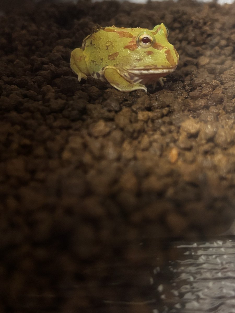 めぅ🦎🔰 tweet media