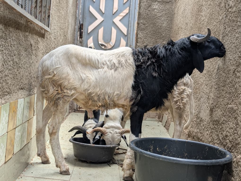 Abba_Askar's tweet photo. Sharp Deal Serious Buyer Needed 🔥 
300K 
Location Zaria 📍 
Call// Whatsapp 🤙 09038215767
Free Delivery to Kaduna, Abuja, Lagos https://t.co/vBUl5dXVdq