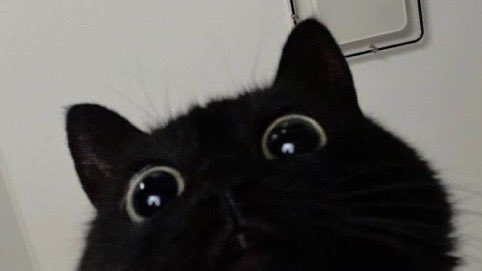Miaw tweet media