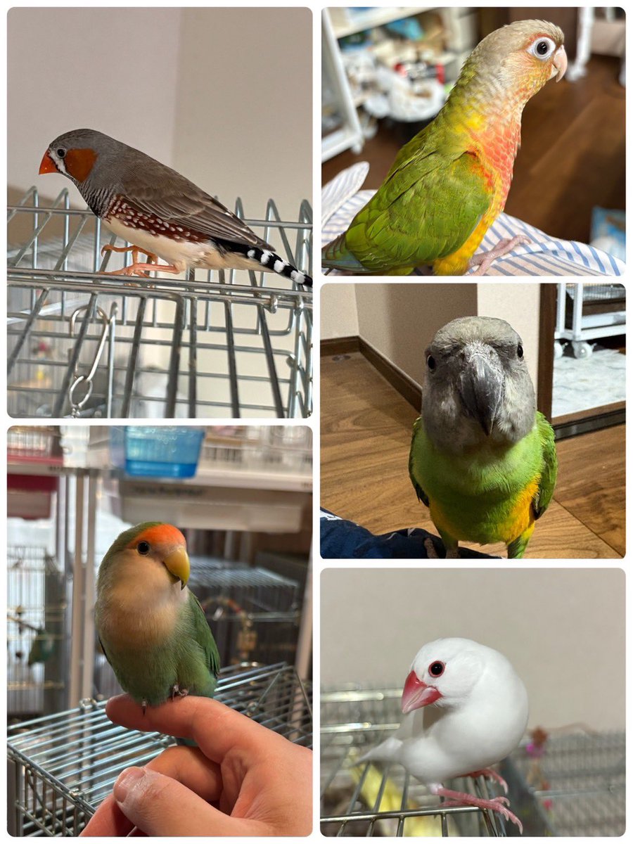 makisery's tweet photo. 現在我が家にいる鳥さん達です。
#インコ https://t.co/2X8blzxGZG