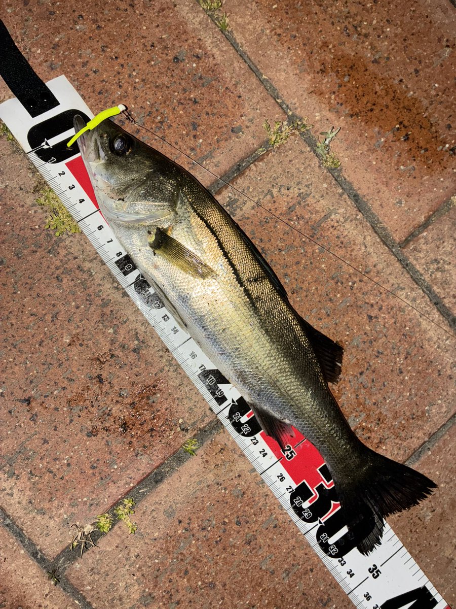sugar19751124's tweet photo. 干潮上げ始め午前0時〜3時半まで深夜の夜遊び🎣

🌊貸切状態でポイント全体をランガン🚶‍♂️

メバル 5匹
セイゴ 6匹

🌅薄明るくなったら当たりも無くなり納竿

ライトタックルで34cm🐟セイゴの連発エラ洗いバトルと強力な引きは楽しかったー😆🤣😂

＃ライトゲーム
＃メバリング
＃フロートメバリング https://t.co/Pv97CUjpgj