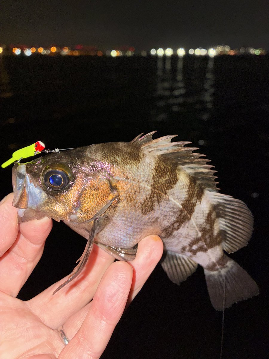 sugar19751124's tweet photo. 干潮上げ始め午前0時〜3時半まで深夜の夜遊び🎣

🌊貸切状態でポイント全体をランガン🚶‍♂️

メバル 5匹
セイゴ 6匹

🌅薄明るくなったら当たりも無くなり納竿

ライトタックルで34cm🐟セイゴの連発エラ洗いバトルと強力な引きは楽しかったー😆🤣😂

＃ライトゲーム
＃メバリング
＃フロートメバリング https://t.co/Pv97CUjpgj
