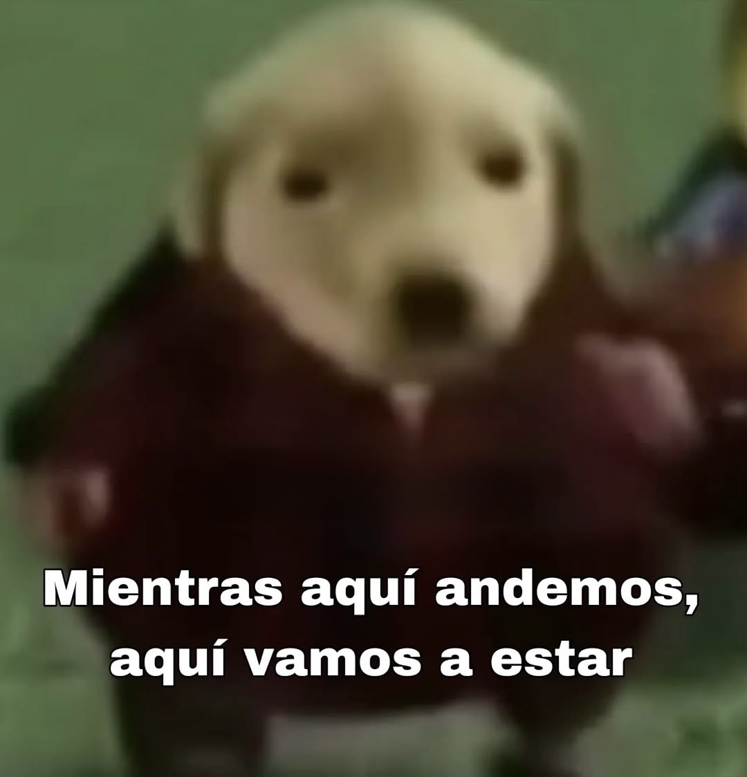 Mundo de Bigotes tweet media