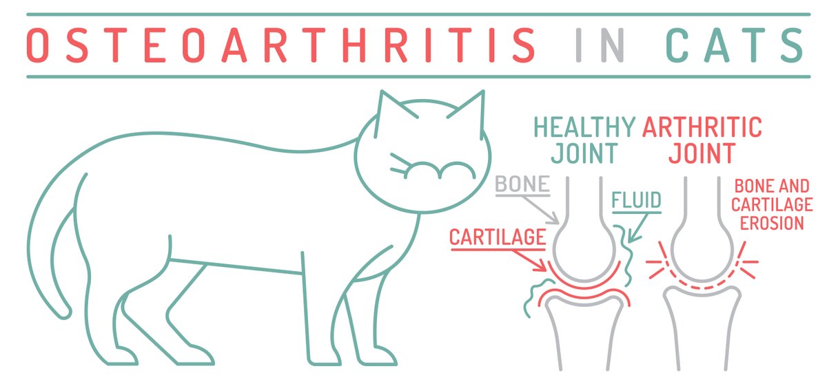 Cornell Feline Health Center tweet media