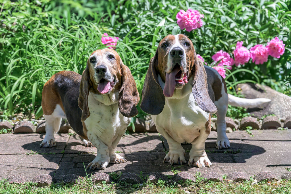 GABR_Bassets's tweet photo. Aarrrhhooo! Duck &amp; Daisy are a bonded pair of 8 yr old #Basset Hounds looking for a forever home together

https://t.co/SqhwWBOiWB

#AdoptDontShop #BassetHound #RESCUE #TwoForTuesday #BassetHoundsRunning https://t.co/4ck0oSL9oh