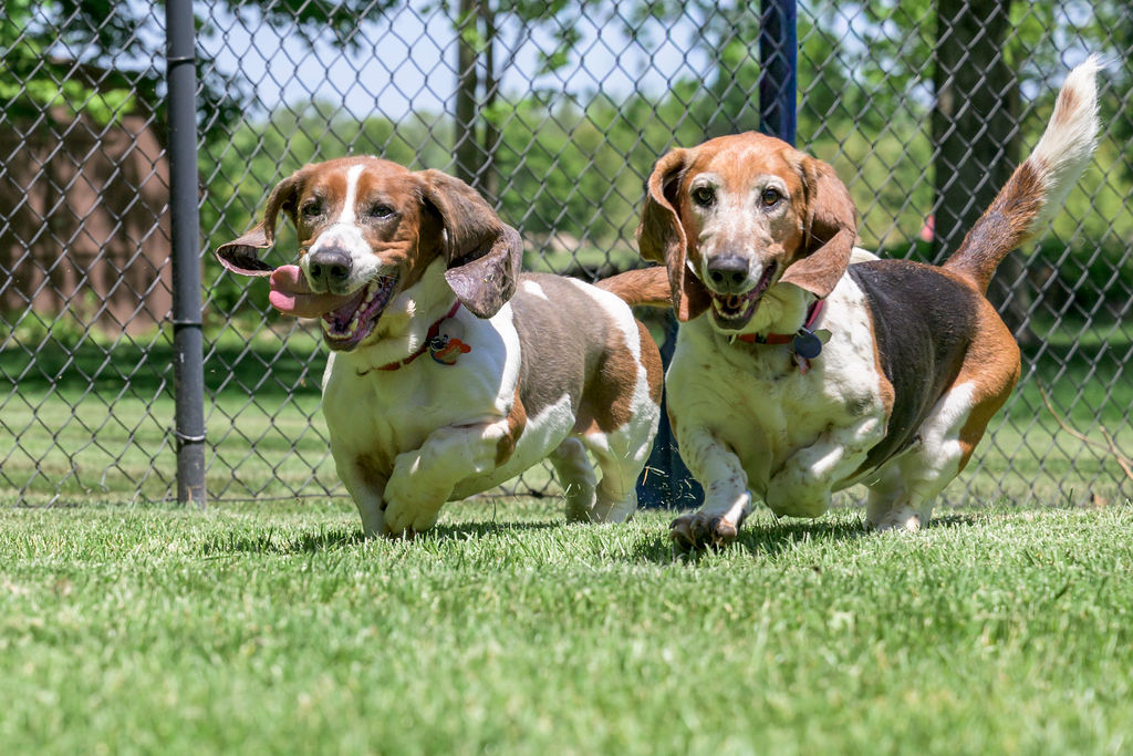 GABR_Bassets's tweet photo. Aarrrhhooo! Duck &amp; Daisy are a bonded pair of 8 yr old #Basset Hounds looking for a forever home together

https://t.co/SqhwWBOiWB

#AdoptDontShop #BassetHound #RESCUE #TwoForTuesday #BassetHoundsRunning https://t.co/4ck0oSL9oh