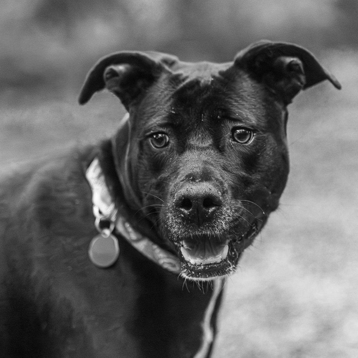 fredstrobel1's tweet photo. Today’s #monochromemonday is Blackberry @pawsatlanta .  #adoptdontshop #rescue #rescuedogs #dogsofatlanta #dogsofatl #atlanta #atl #pawsatlanta #artisthelpinganimals #seenequalssave #heartsspeak #dogs #eosr5markii https://t.co/Rlteh4vw2v