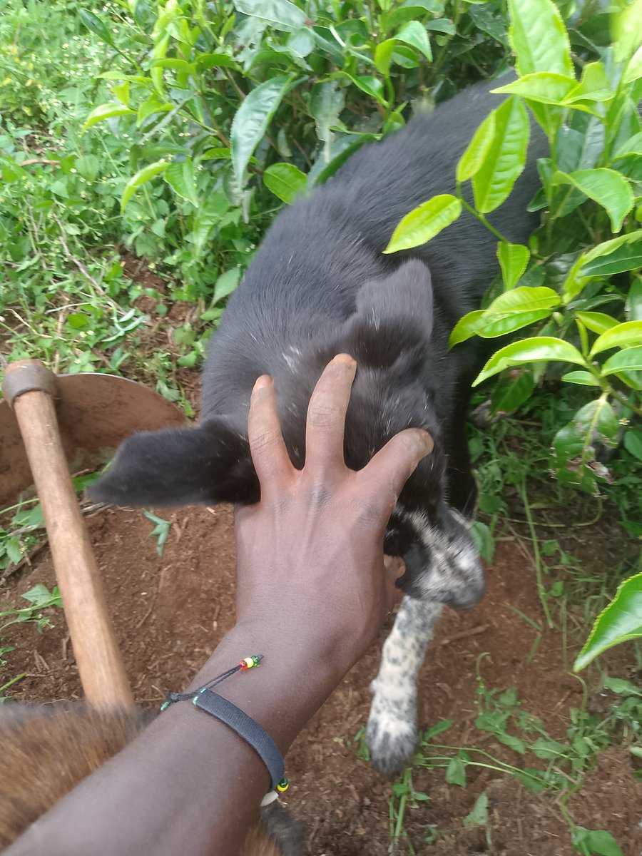 Kiprop Bett tweet media